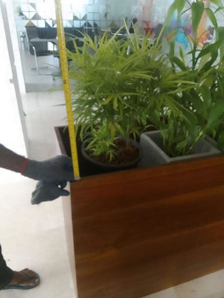 EG Plant Gallery (1)