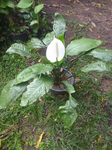 EG Plant Gallery (12)