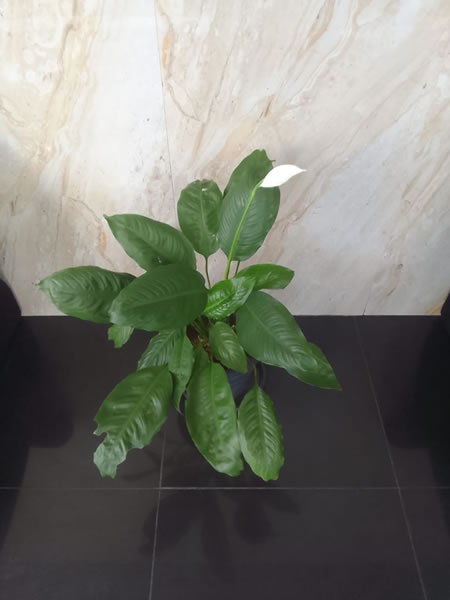 EG Plant Gallery (13)