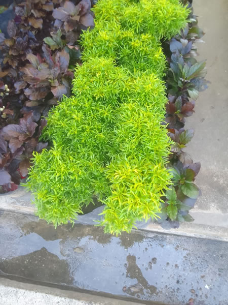 EG Plant Gallery (14)