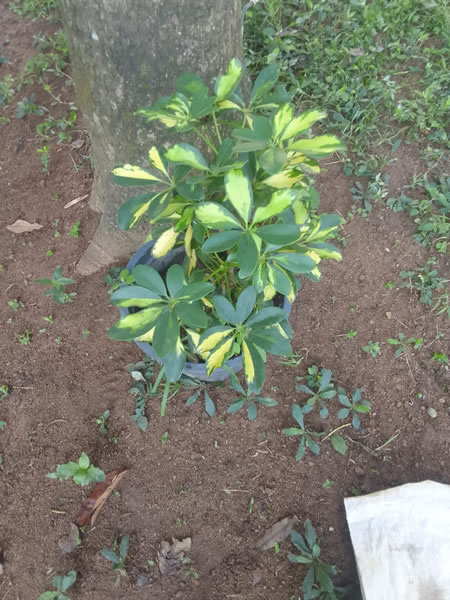 EG Plant Gallery (16)