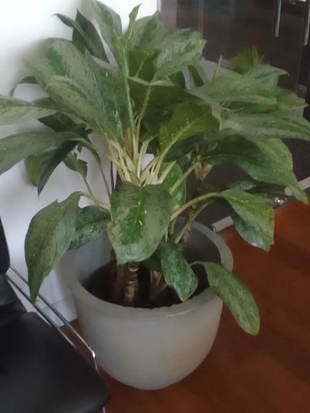 EG Plant Gallery (17)