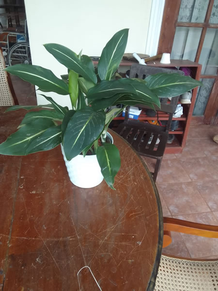 EG Plant Gallery (18)