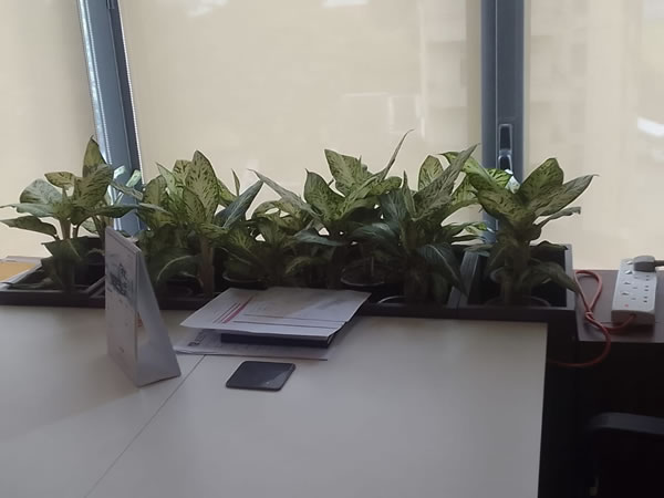 EG Plant Gallery (19)