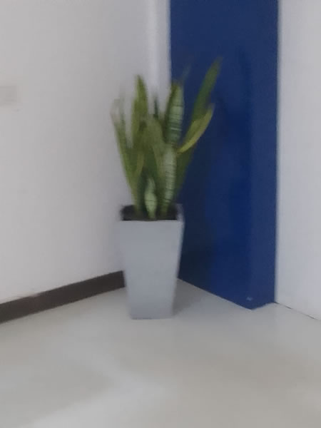 EG Plant Gallery (3)