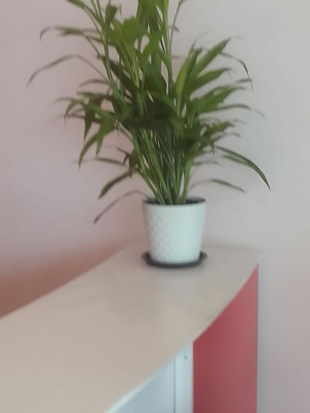 EG Plant Gallery (4)
