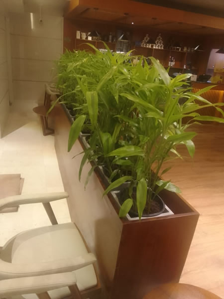 EG Plant Gallery (5)