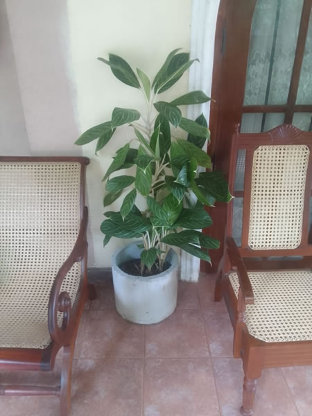 EG Plant Gallery (6)