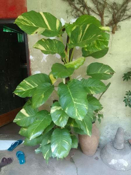 EG Plant Gallery (7)