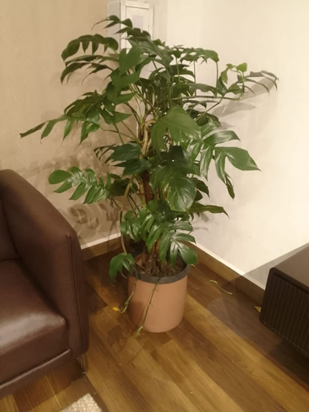 EG Plant Gallery (8)